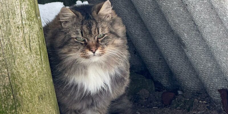 Pūkains pelēkbrūns svītrains kaķis ar baltu krūti un ķepām sēž uz zemes, blakus vecam koka stabam un zem viļņotām pelēkām loksnēm. Kaķim ir zaļas acis un nopietna izteiksme, un apkārt ir sniegs.